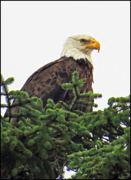 NewcombeEagleJull2018-IMG_8572_edited-1