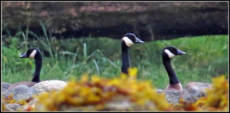 NewcombeHonkersJul2018-IMG_8638_edited-1