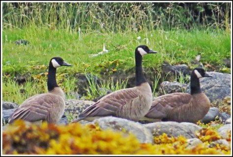 NewcombeHonkersJul208-IMG_8647_edited-1