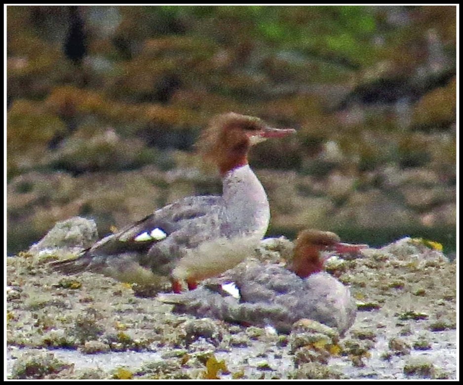 NewcombeMergansersJul018-IMG_8665_edited-1.jpg