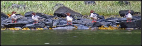 NewcombeMergansersJul2018-IMG_8355_edited-1