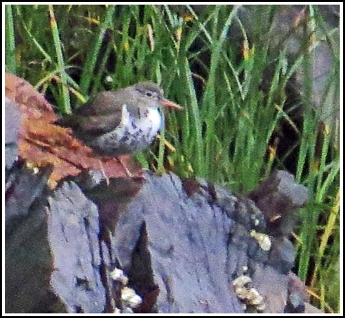 NewcombePiperJul2018-IMG_8299_edited-1