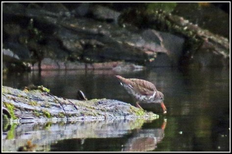 NewcombePiperJul2018-IMG_8303_edited-1