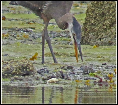 RescueHeronAug-2018-IMG_0249_edited-3