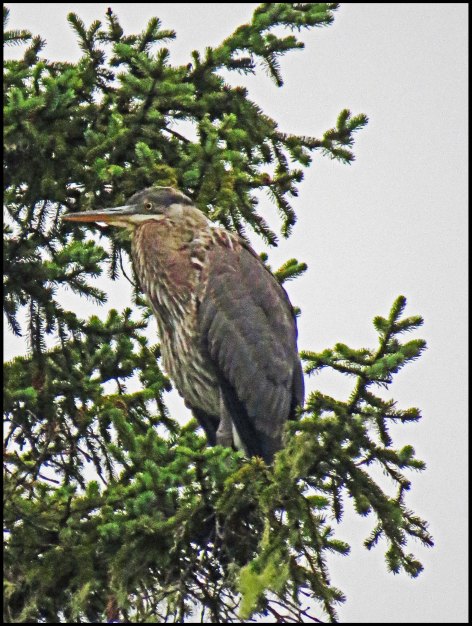 RescueHeronAug018-IMG_0100_edited-2