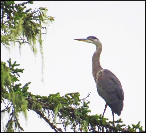 RescueHeronAug2018-IMG_0082_edited-2