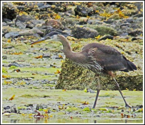 RescueHeronAug2018-IMG_0256_edited-2