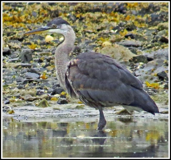 RescueHeronAug2018-IMG_0259_edited-2