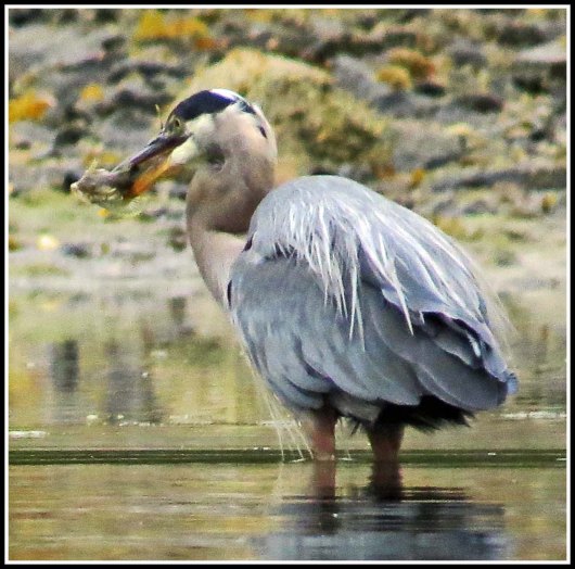 RescueHeronFishAug2018-IMG_0268_edited-2