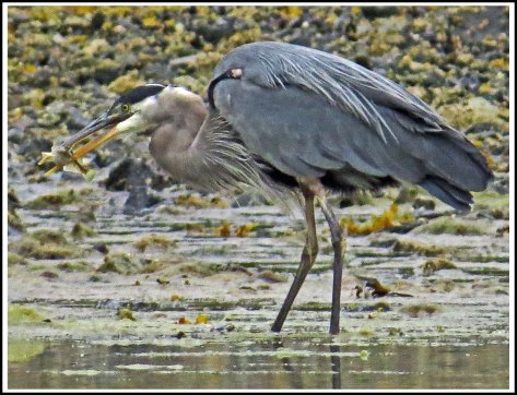 RescueHeronFishAug2018-IMG_0298_edited-2