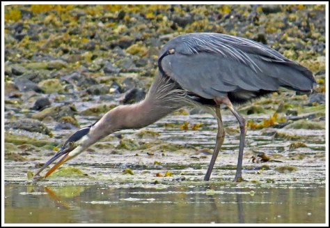 RescueHeronFishAug2018-IMG_0300_edited-2