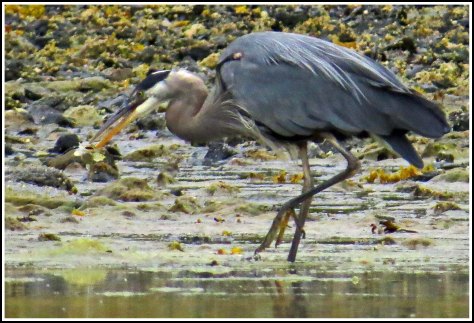 RescueHeronFishAug2018-IMG_0301_edited-1