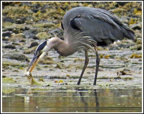 RescueHeronFishAug2018-IMG_0310_edited-1