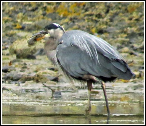 RescueHeronFishAug2018IMG_0292_edited-2