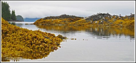 RescueSceneryAug2018-IMG_0156_edited-2