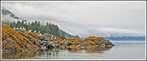 RescueSeagullsAug2018-IMG_0175_edited-2