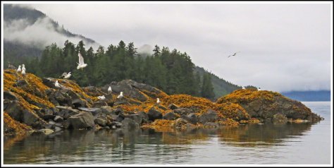RescueSeagullsAug2018-IMG_0182_edited-2