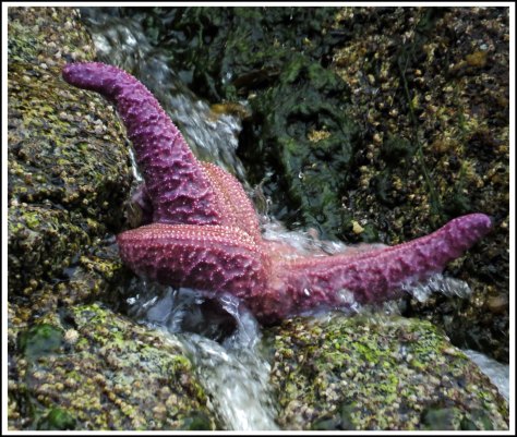 WallaceABightStarJun2018-IMG_5125_edited-1