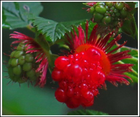 WallaceBerriesJun2018-IMG_5586_edited-1