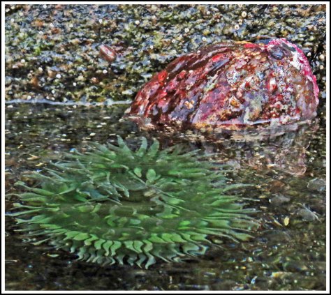 WallaceBightAbaloneandAnemoneJul2018IMG_5728_edited-1