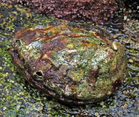 WallaceBightAbaloneJun2018-IMG_5245_edited-1