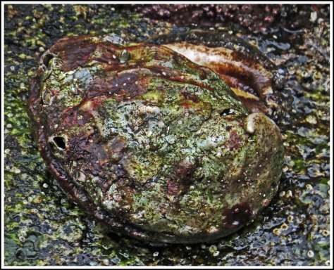 WallaceBightAbaloneJun2018-IMG_5257_edited-2