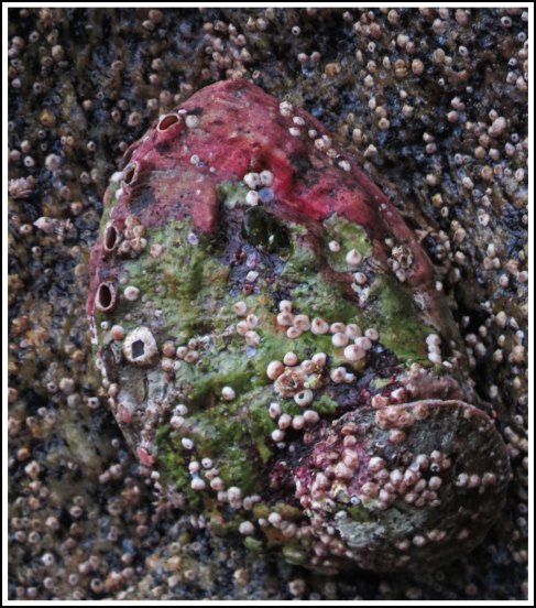 WallaceBightAbaloneJun2018-IMG_5374_edited-1