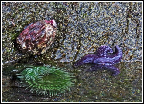 WallaceBightAbaloneUrchinStarJun2018-IMG_5778_edited-1