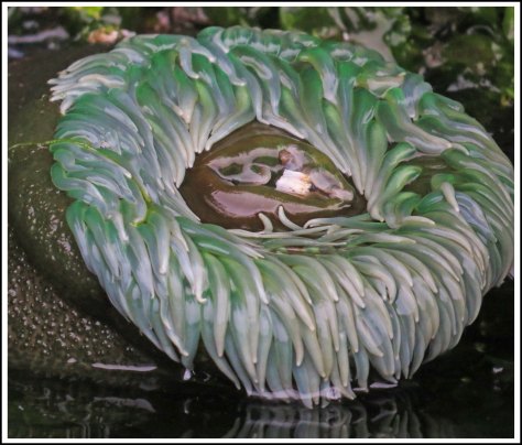 WallaceBightAnemoneJun2018-IMG_4942_edited-1