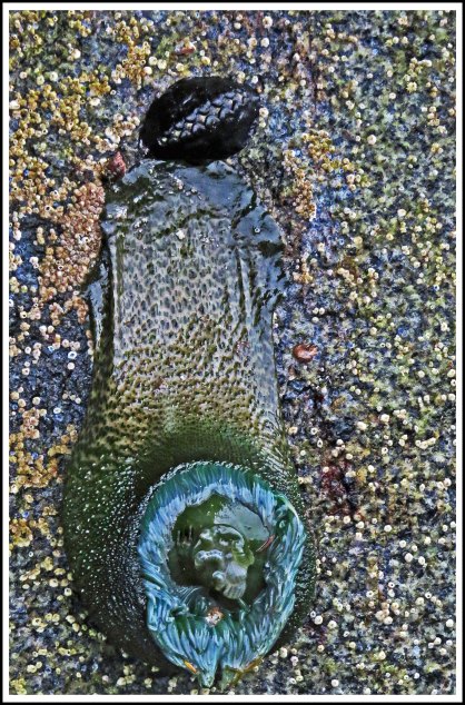 WallaceBightAnemoneJun2018-IMG_5005_edited-1