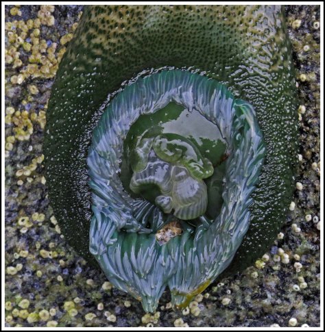 WallaceBightAnemoneJun2018-IMG_5017_edited-1