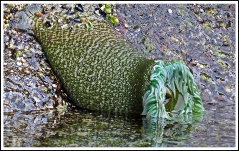 WallaceBightAnemoneJun2018-IMG_5088_edited-1