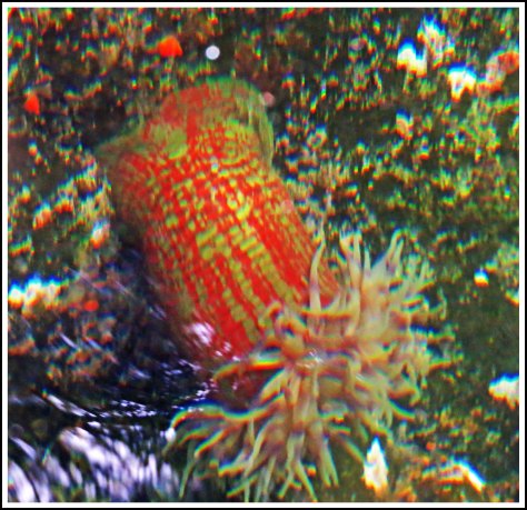 WallaceBightAnemoneJun2018-IMG_5846_edited-1