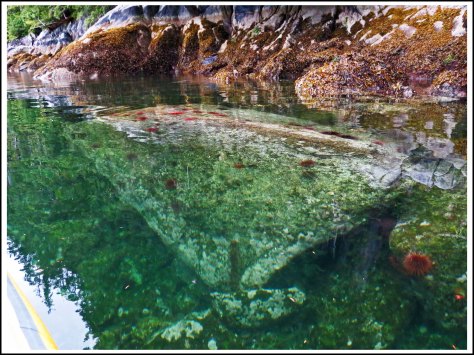 WallaceBightAnemonesJul2018-IMG_5708_edited-1