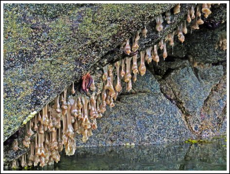 WallaceBightAnemonesJun2018-IMG_4969_edited-1