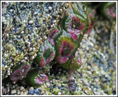 WallaceBightAnemonesJun2018-IMG_5062_edited-1