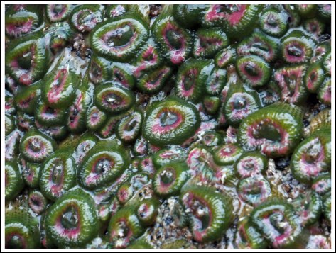 WallaceBightAnemonesJun2018-IMG_5073_edited-1