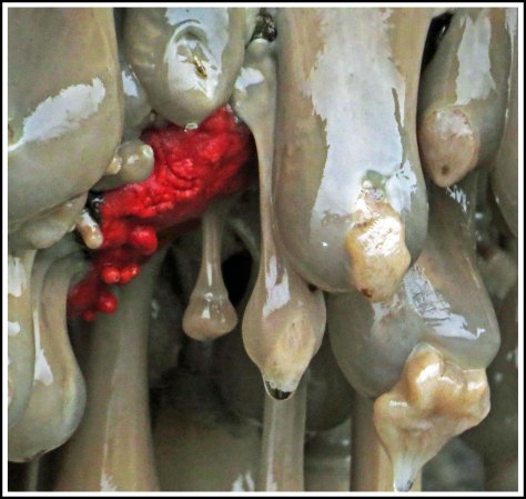 WallaceBightAnemonesJun2018-IMG_5395_edited-1