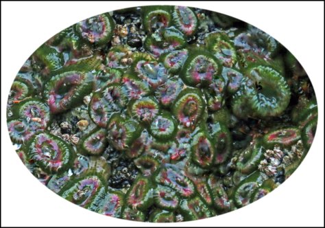 WallaceBightAnemonesJun2018-