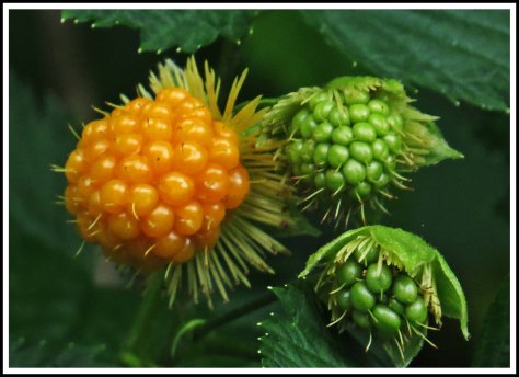 WallaceBightBerriesJun2018-IMG_5557_edited-1