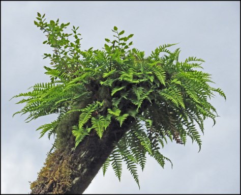 WallaceBightFernJun2018-IMG_5643_edited-1