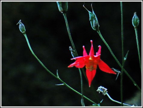 WallaceBightFlowersJul2018-IMG_6512_edited-1