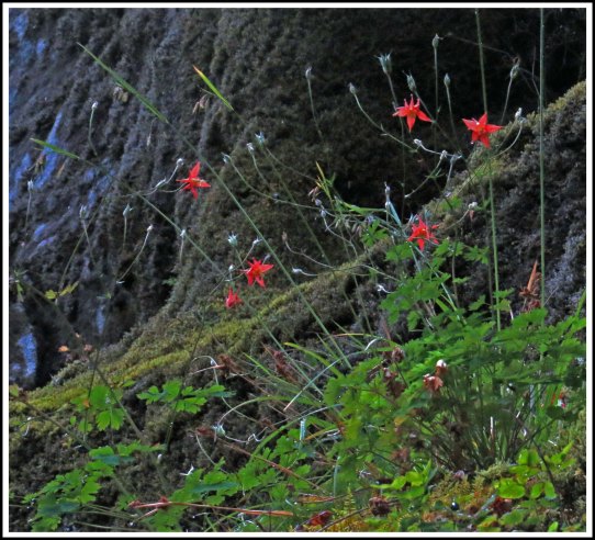 WallaceBightFlowersJul2018-IMG_6515_edited-1