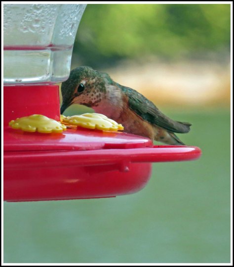 WallaceBightHummerAug2018-IMG_0052_edited-1