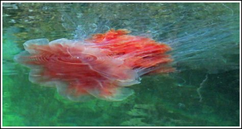 WallaceBightJellyFishJun2018-IMG_5498_edited-1