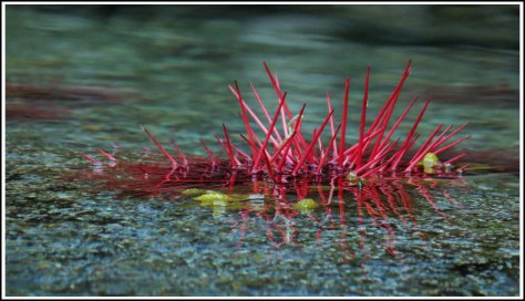 WallaceBightJul2018-IMG_5715_edited-1