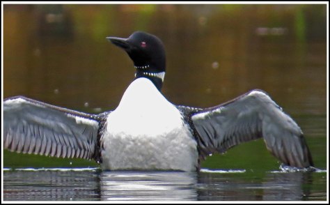 WallaceBightLoonJu2018-IMG_5546_edited-1