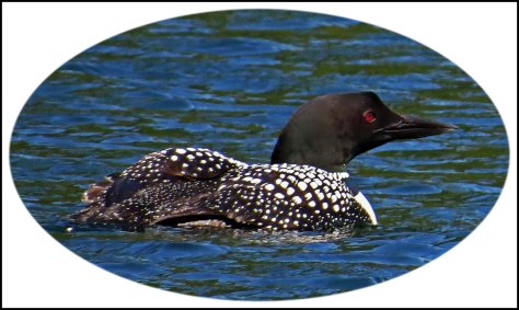 WallaceBightLoonJul2018-36