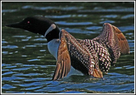 WallaceBightLoonJul2018-IMG_6140_edited-1