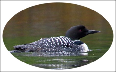 WallaceBightLoonJun2018-20